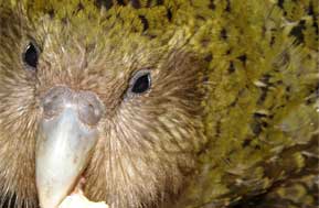 a close view of Kakapo face